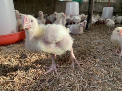 The heat is on managing poultry farms in Nigeria’s tropical climate