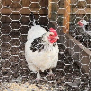 How to construct a poultry house 