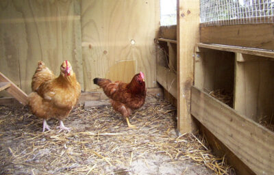 How to construct a poultry house 