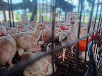 The heat is on managing poultry farms in Nigeria’s tropical climate