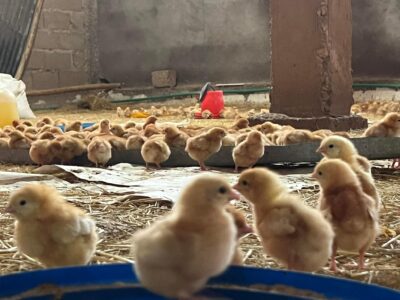 Local Wonders: Navigating the Challenges of Poultry Farming in Rural Nigeria