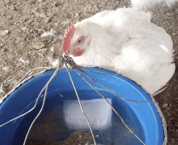 The heat is on managing poultry farms in Nigeria’s tropical climate