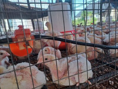 The heat is on managing poultry farms in Nigeria’s tropical climate