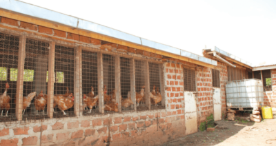 The heat is on managing poultry farms in Nigeria’s tropical climate